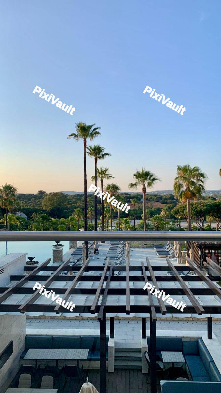 Palm Tree Views